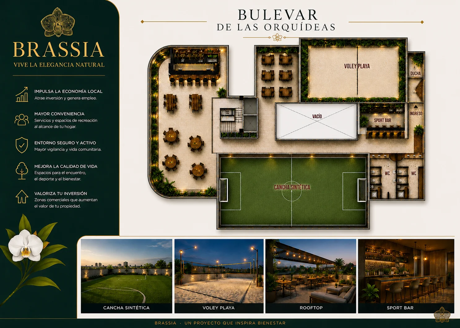 Brassia planta general Envigado
